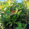 one of the rare species of red dragonfly perches on a string against a background of green leaves