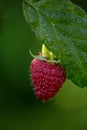 One raspberry on a branch with a green leaf and copy space for text. Growing Organic Berries closeup Royalty Free Stock Photo