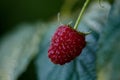 One raspberry on a branch with a green leaf and copy space for text. Growing Organic Berries closeup Royalty Free Stock Photo