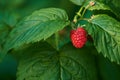 One raspberry growing in a garden with green vibrant leafs in an organic filed during spring. Closeup of fresh, red and