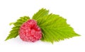 One Raspberry with leaf isolated on white Royalty Free Stock Photo