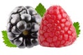 One raspberry and one blackberry fruits with leaves isolated on Royalty Free Stock Photo