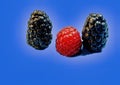 Macro image of a raspberry and two blackberries on a blue background Royalty Free Stock Photo