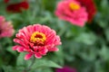 One raspberry zinnia flower in the garden on the background of a blurred flower bed on a sunny summer day. Place for text Royalty Free Stock Photo