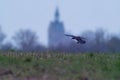 1 raven flies over a field