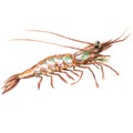 One raw fresh shrimp closeup isolated, watercolor illustration on white