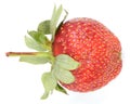 One raw red Strawberry Royalty Free Stock Photo