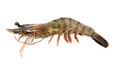One raw shrimp Royalty Free Stock Photo
