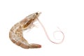 One raw shrimp Royalty Free Stock Photo