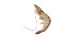 One raw shrimp Royalty Free Stock Photo