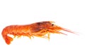 One raw shrimp langostino Royalty Free Stock Photo