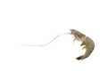 One raw shrimp on white Royalty Free Stock Photo