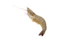 One raw shrimp on white Royalty Free Stock Photo