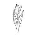 One realistic beautiful tulip bud flower with leaf isolated on white background. Hand drawn vector sketch illustration in vintage Royalty Free Stock Photo