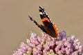 One Red Admiral Butterfly Perched On A Pink Wild Leak Or Onion Flower With A Brown Background And Copyspace. Closeup Of