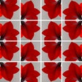 One red Amaryllis flower inside gray squares