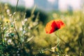 One red anemone on a blurry green background. Close-up wild flower. Royalty Free Stock Photo