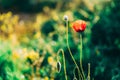 One red anemone on a blurry green background. Close-up wild flower. Royalty Free Stock Photo