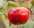 One red apple on a branch Royalty Free Stock Photo