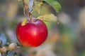 One red apple on the branch of apple tree Royalty Free Stock Photo