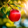 One red apple on branch close-up Royalty Free Stock Photo