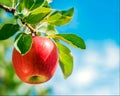 One red apple on branch close-up, blue sky background Royalty Free Stock Photo