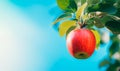 One red apple on branch close-up, blue sky background Royalty Free Stock Photo