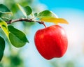 One red apple on branch close-up, blue sky background Royalty Free Stock Photo