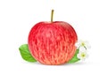 One red apple with green leaf isolated on white with clipping path Royalty Free Stock Photo