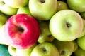 one red apple among group of many green apples Royalty Free Stock Photo