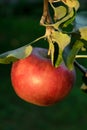 One red apple hanging on a branch Royalty Free Stock Photo