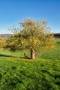 One red apple hanging on a tree in Germany Royalty Free Stock Photo