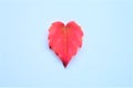 One red autumn leaf on white background Royalty Free Stock Photo