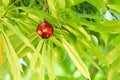 One red ball Royalty Free Stock Photo