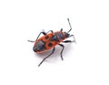 One red beetle Royalty Free Stock Photo