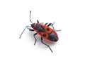 One red beetle Royalty Free Stock Photo
