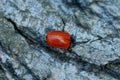 One red beetle sits on the gray bark Royalty Free Stock Photo