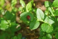 One red beetle sits on a small green leaf Royalty Free Stock Photo