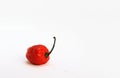 One Red Bhoot Jolokia Spicy ghost pepper isolated in white background with space for text Royalty Free Stock Photo