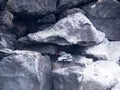 Red-billed tropicbird, Phaethon aethereus, nesting in rock bends. Santa Cruz, Galapagos, Ecuador. Royalty Free Stock Photo