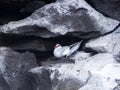 Red-billed tropicbird, Phaethon aethereus, nesting in rock bends. Santa Cruz, Galapagos, Ecuador.