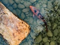 One red and black koi fish in a pond with pepples at the bottom Royalty Free Stock Photo
