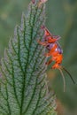 One red bloodsucker beetle sits on a leaf in a meadow Royalty Free Stock Photo