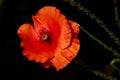 One red blooming poppy flower isolated on black, copy space Royalty Free Stock Photo