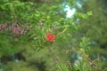 Red bottlebrush flower Callistemon citrinus