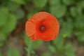 One red bud of wild poppy flower Royalty Free Stock Photo