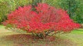 One red burning bush in Fall color Royalty Free Stock Photo