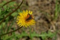 One red butterfly sits on small yellow flower dandelion Royalty Free Stock Photo