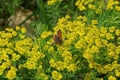 One red butterfly sits on small yellow flowers Royalty Free Stock Photo