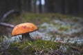 One red cap edible mushroom grows in moss Royalty Free Stock Photo